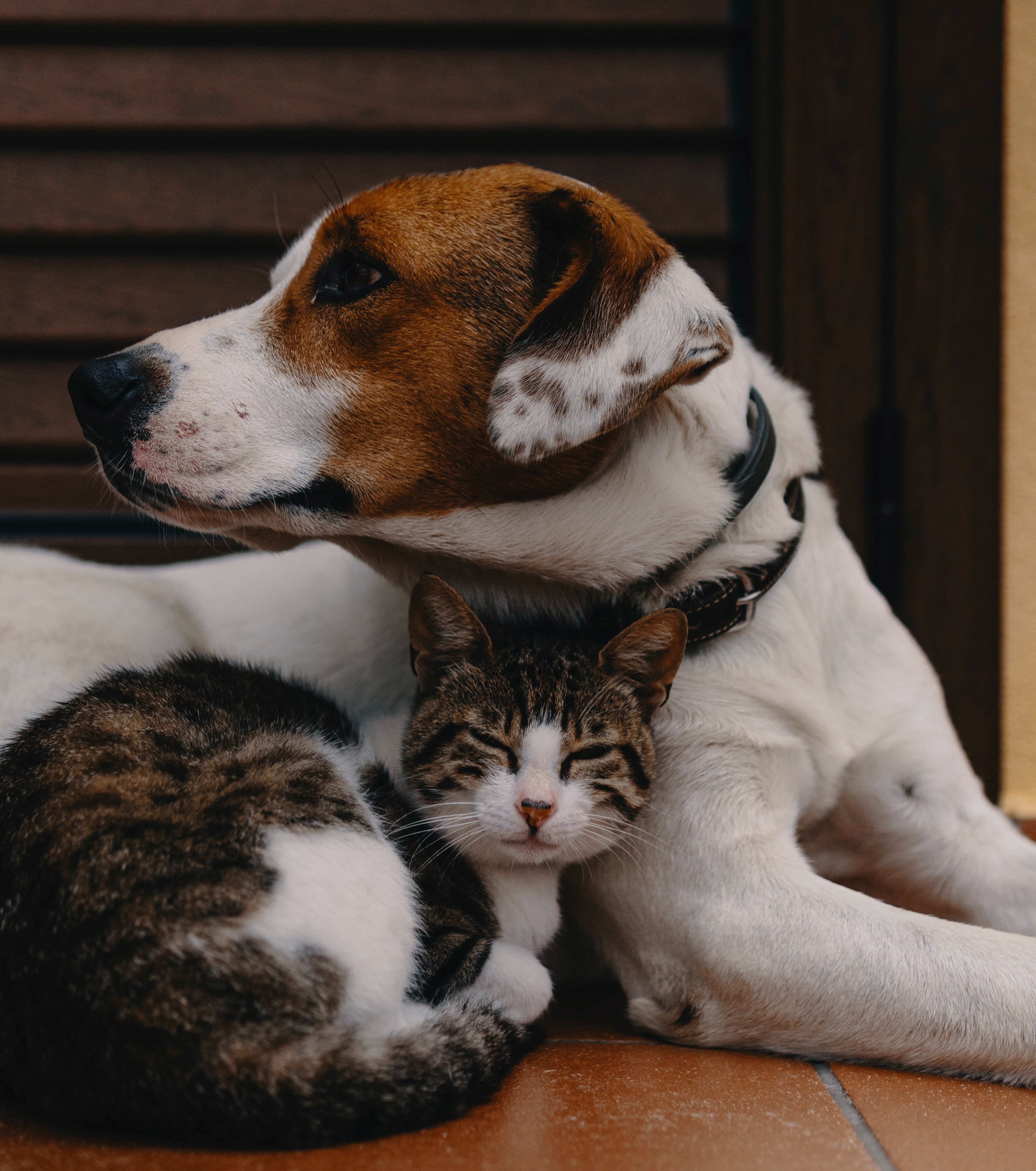 cat and dog cuddling